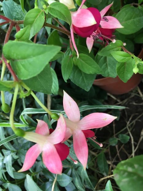 Paula jane - Fucsii 2018