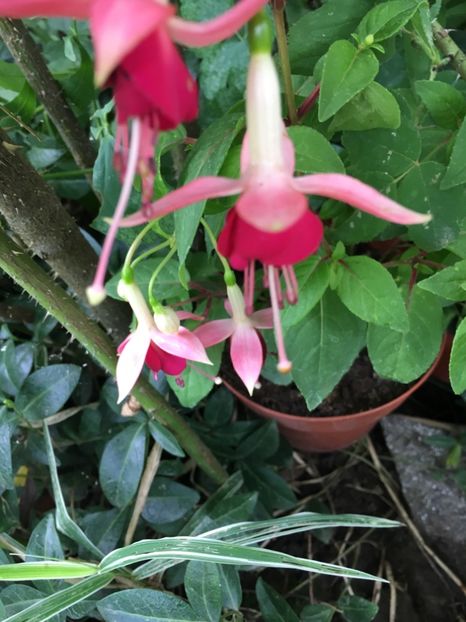 6639B5BA-61C0-4D92-AFC0-80A0584D32BE - Fucsii 2018