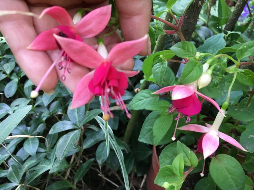 Paula jane - Fucsii 2018