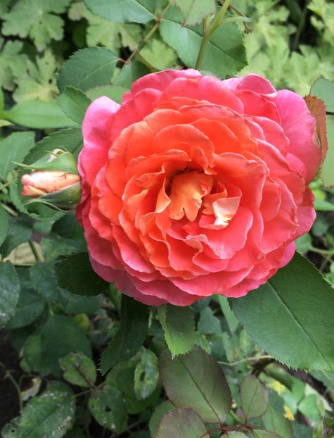 Jef lartist - Trandafiri 2018 ll