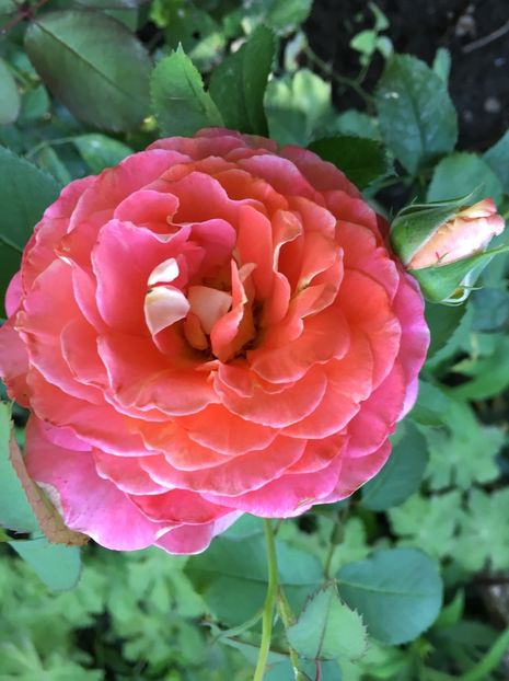 Jef l ‘artist - Trandafiri 2018 ll