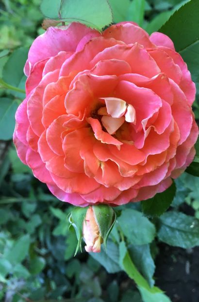 Jef l- artist - Trandafiri 2018 ll