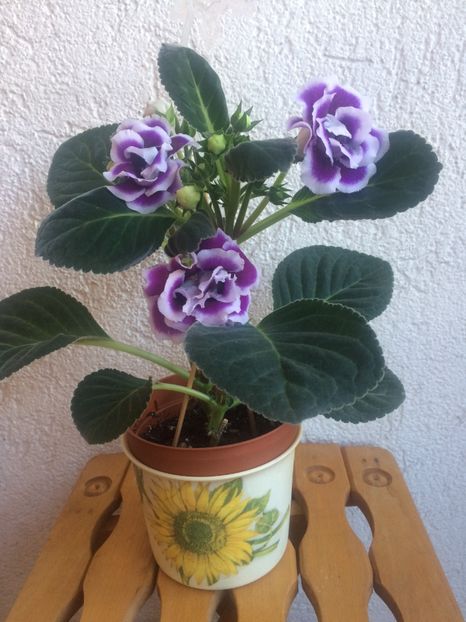 23.06.2018 - Gloxinia Burgundy Queen