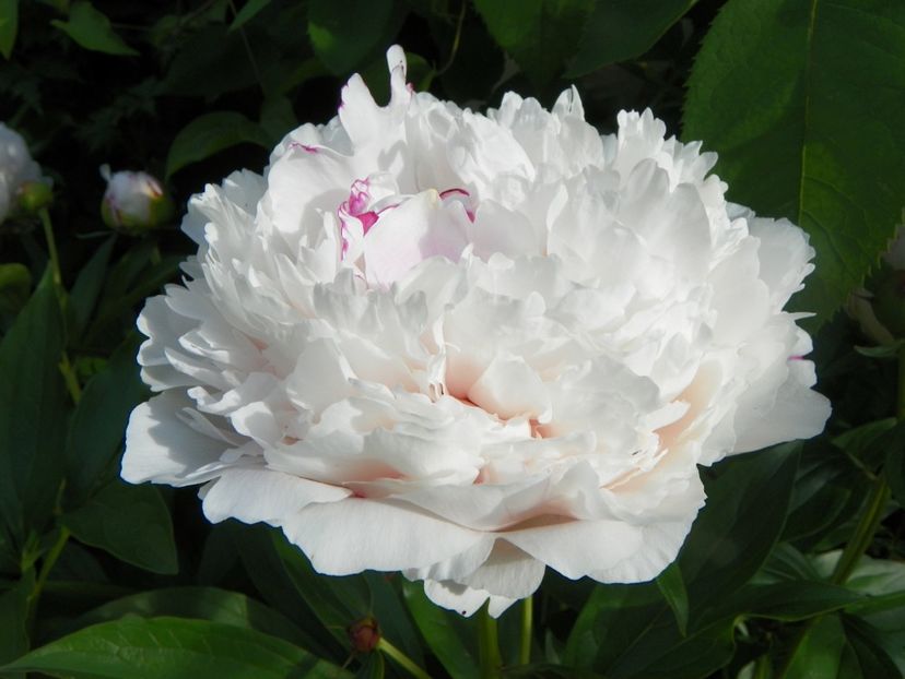 25 mai (7) - Bujori 2018