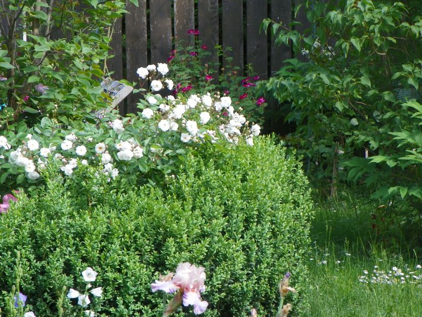 25 mai (5) - Trandafiri 2018 1