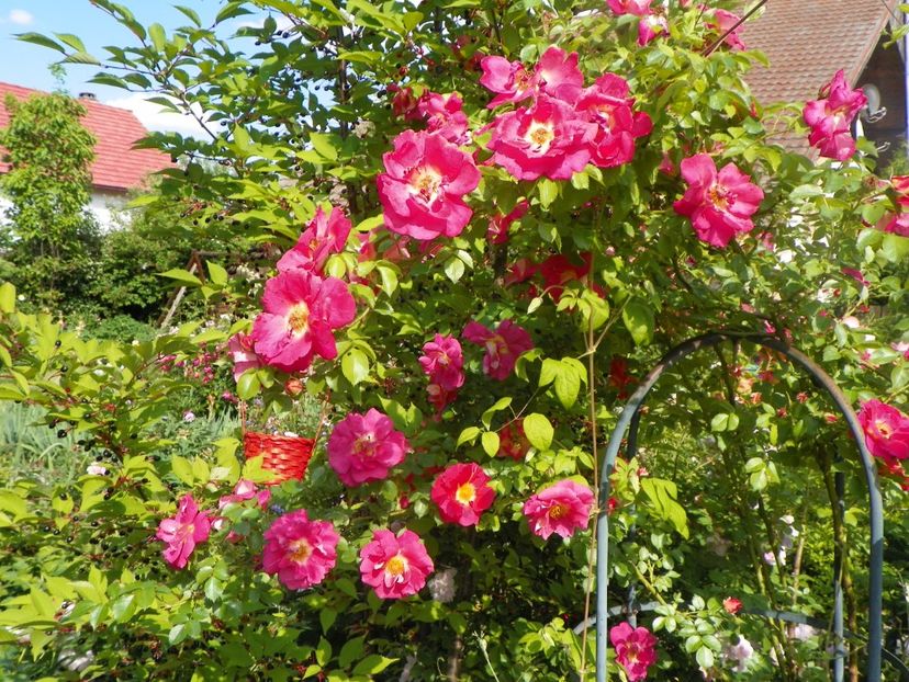 25 mai (10) - Trandafiri 2018 1