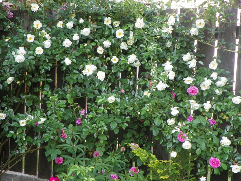 25 mai (11) - Trandafiri 2018 1