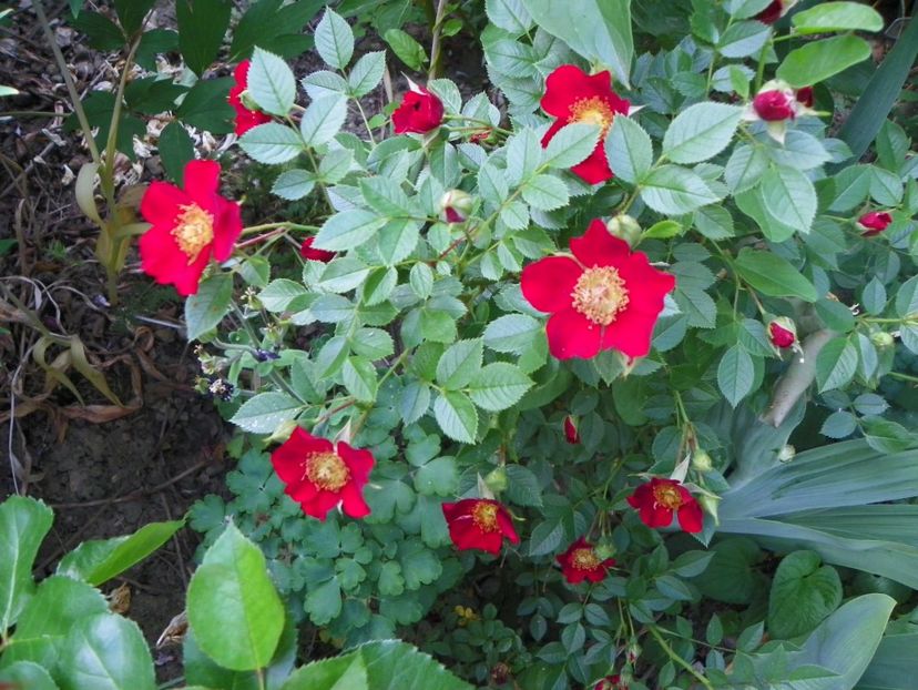 25 mai (35) - Trandafiri 2018 1