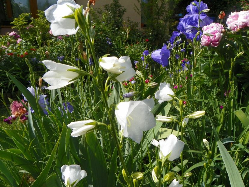 25 mai (19) - Primavara 2018