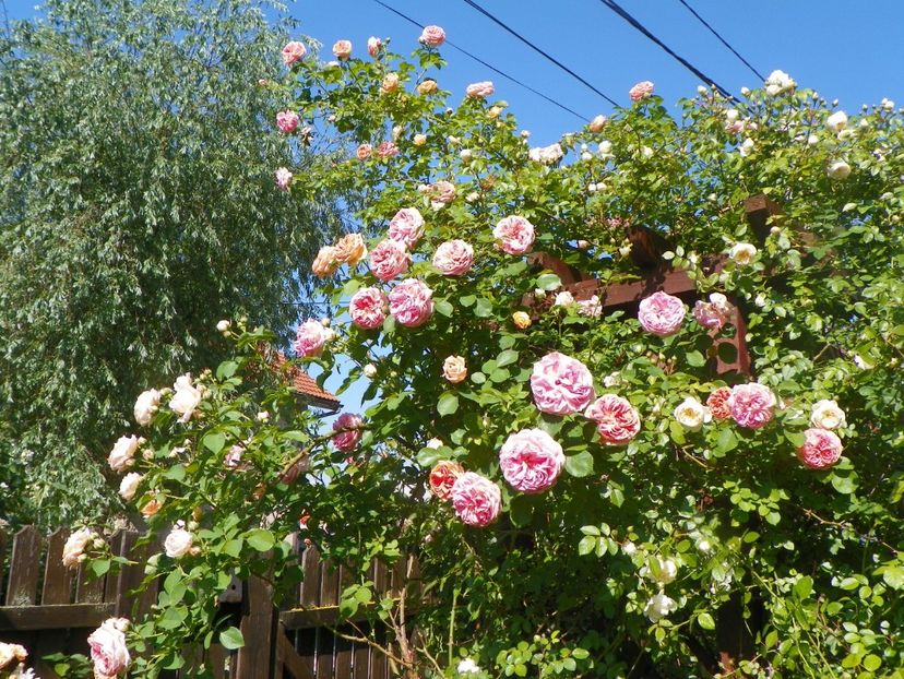 25 mai (40) - Trandafiri 2018 1