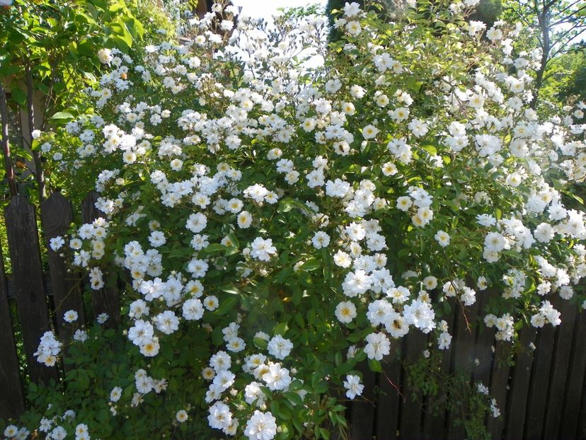 25 mai (41) - Trandafiri 2018 1