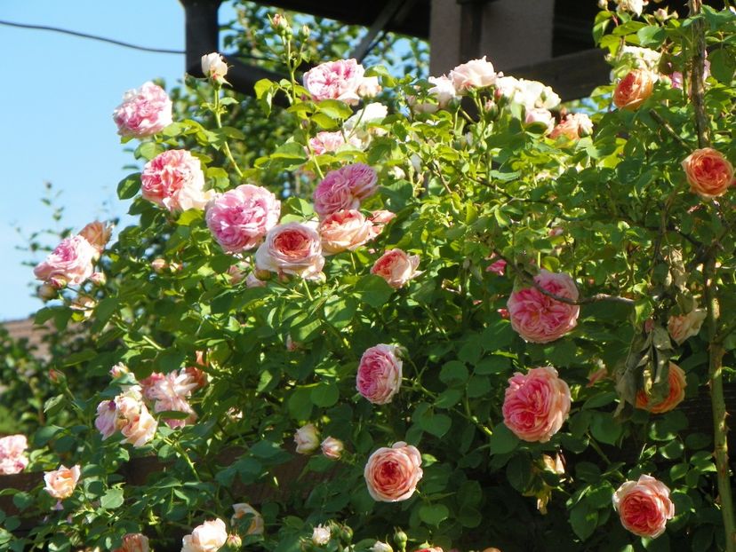 25 mai (43) - Trandafiri 2018 1