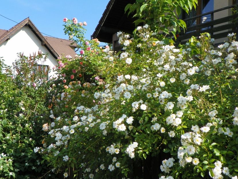 25 mai (47) - Trandafiri 2018 1