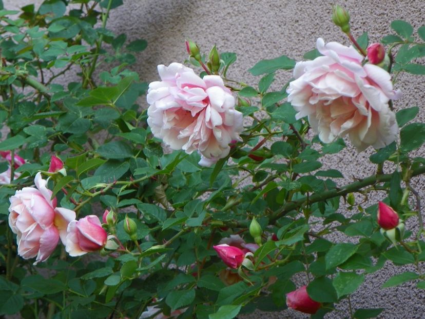 25 mai (51) - Trandafiri 2018 1