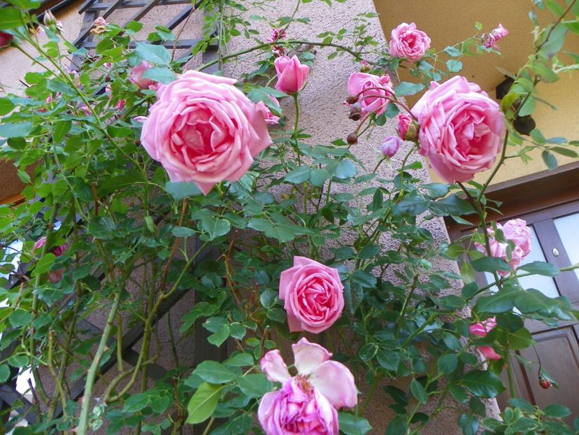 25 mai (52) - Trandafiri 2018 1