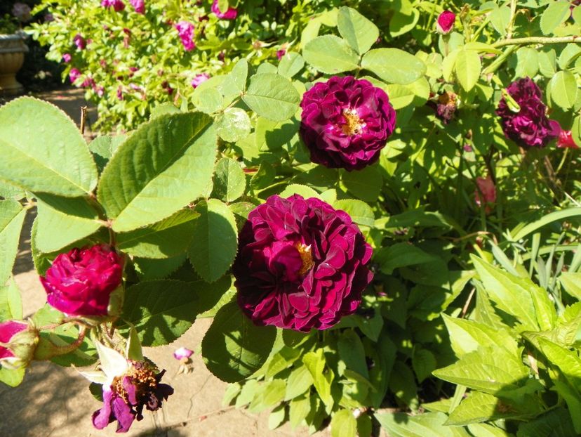 25 mai (56) - Trandafiri 2018 1