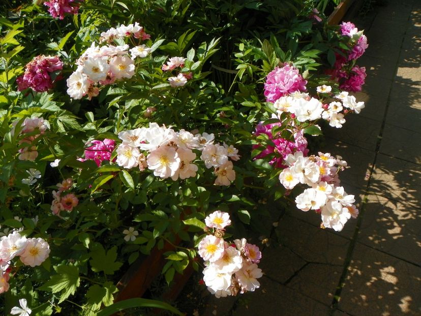 25 mai (57) - Trandafiri 2018 1