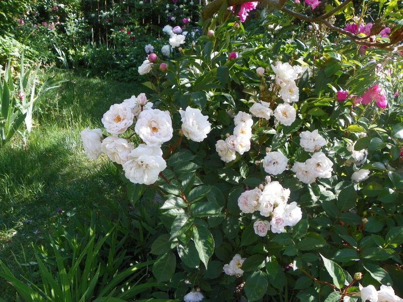 25 mai (59) - Trandafiri 2018 1