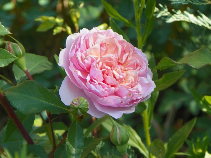 25 mai (60) - Trandafiri 2018 1