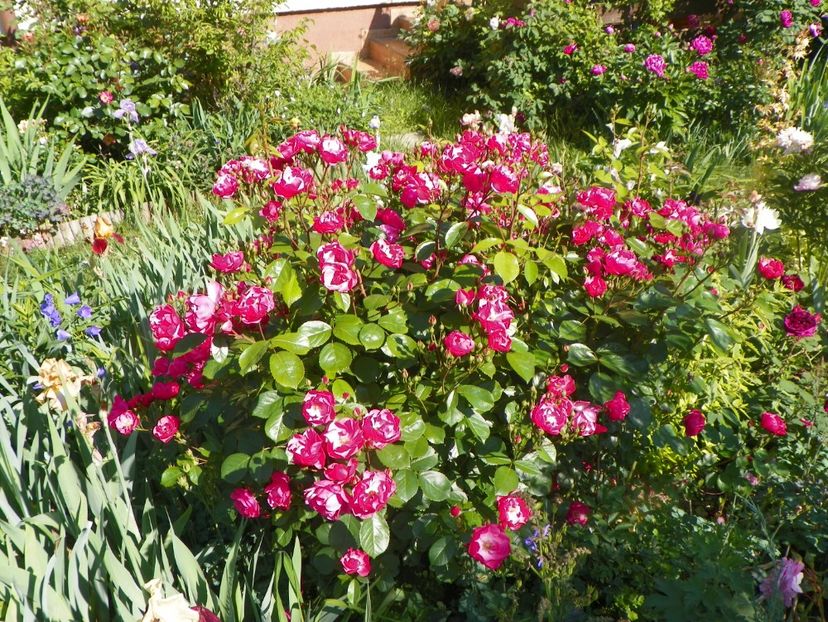 25 mai (61) - Trandafiri 2018 1