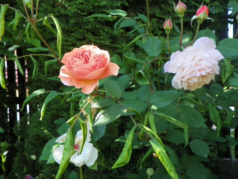 25 mai (63) - Trandafiri 2018 1