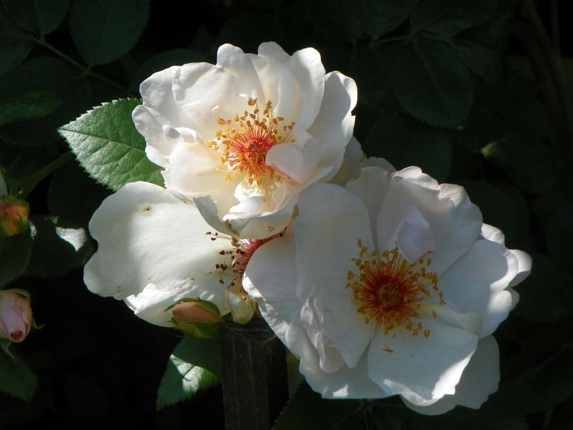 25 mai (65) - Trandafiri 2018 1