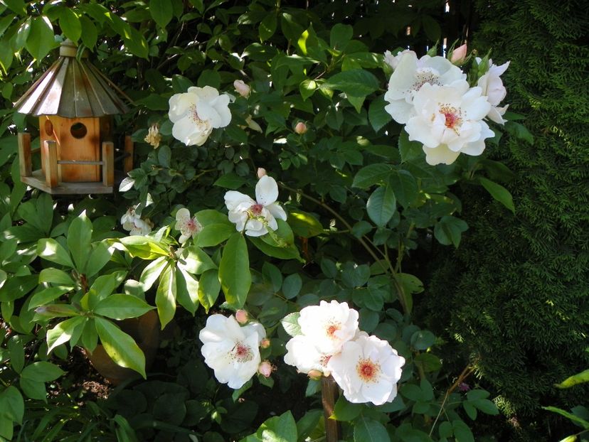 25 mai (66) - Trandafiri 2018 1