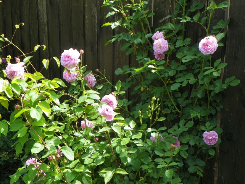 27 mai (49) - Trandafiri 2018 1