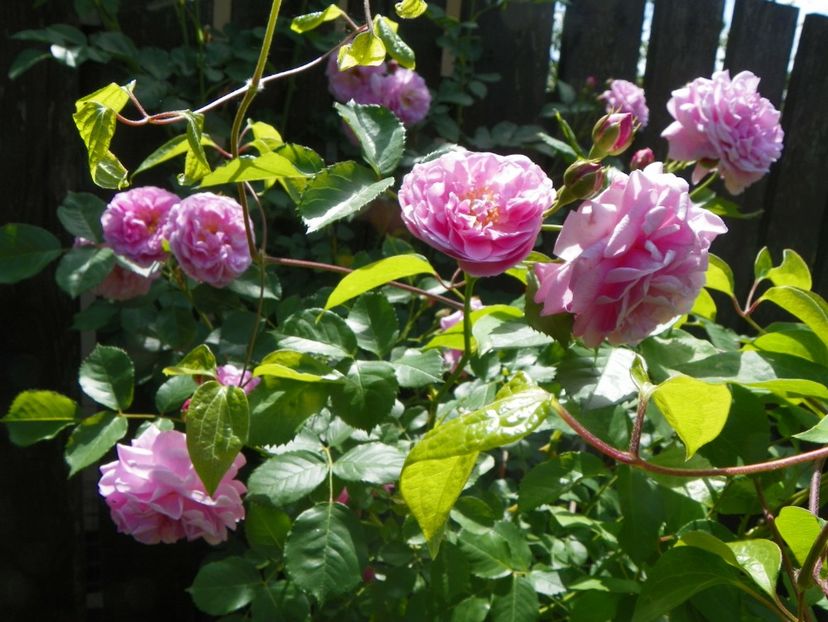 27 mai (50) - Trandafiri 2018 1