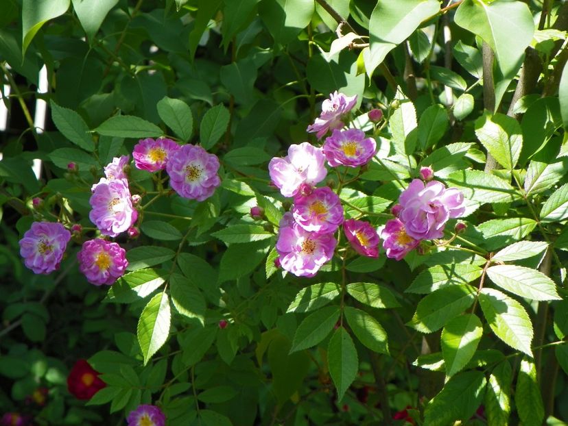 27 mai (56) - Trandafiri 2018 1