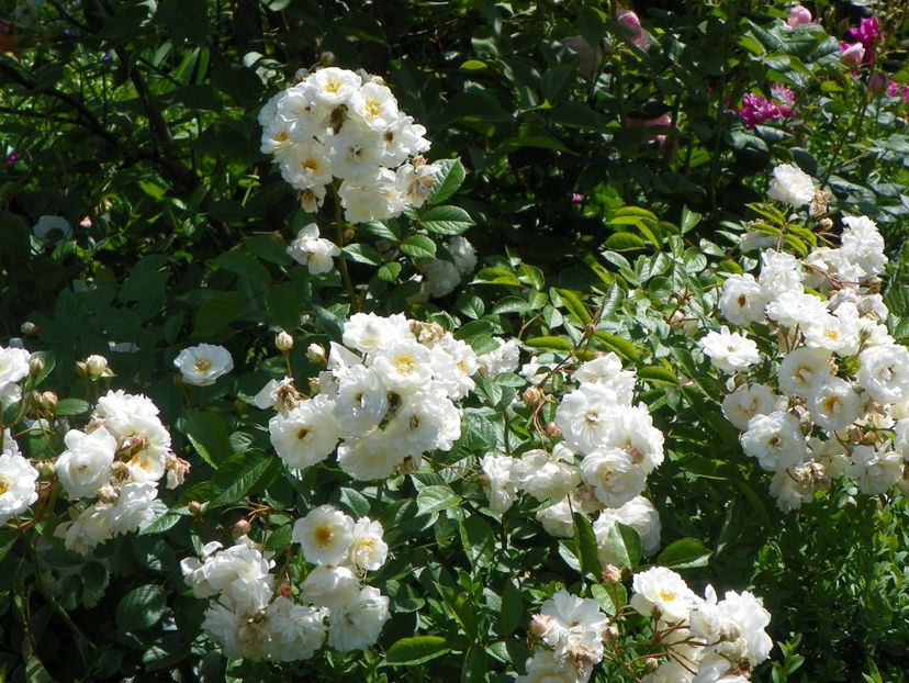 27 mai (65) - Trandafiri 2018 1