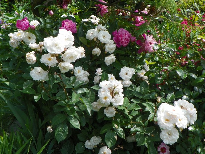 27 mai (28) - Trandafiri 2018 1