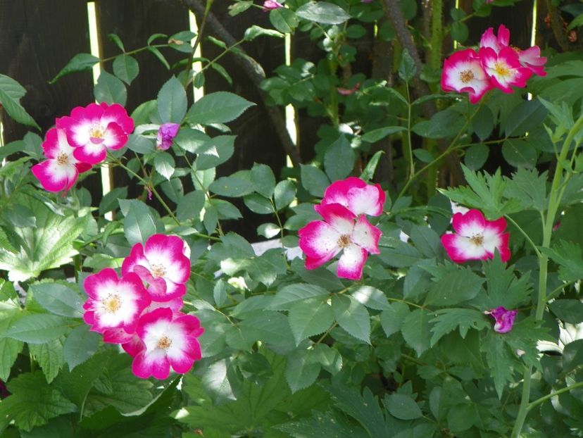 27 mai (35) - Trandafiri 2018 1