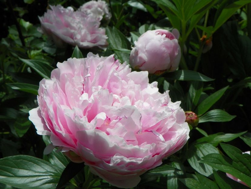 27 mai (36) - Bujori 2018