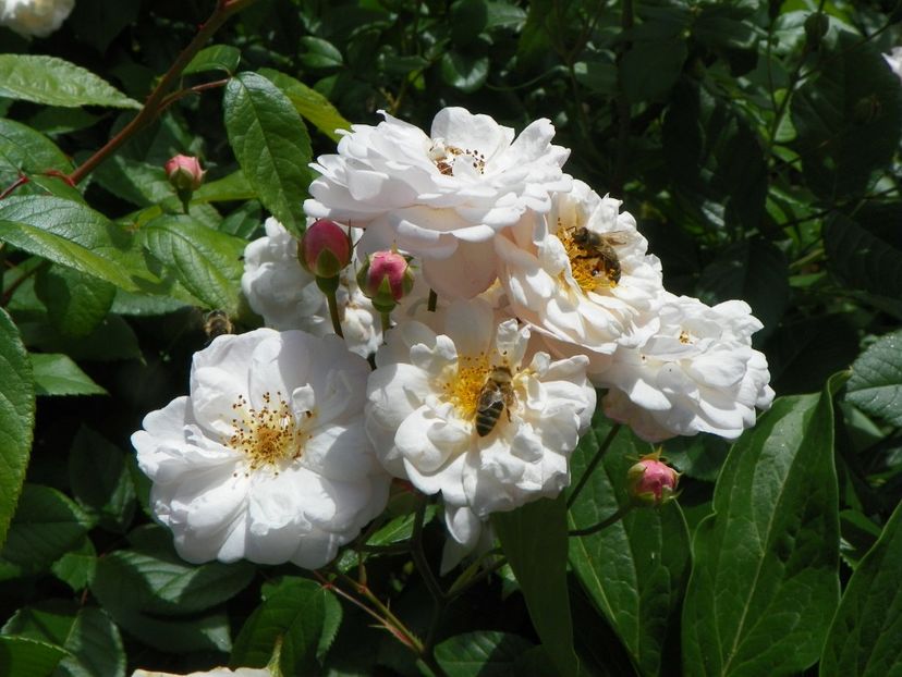 27 mai (38) - Trandafiri 2018 1