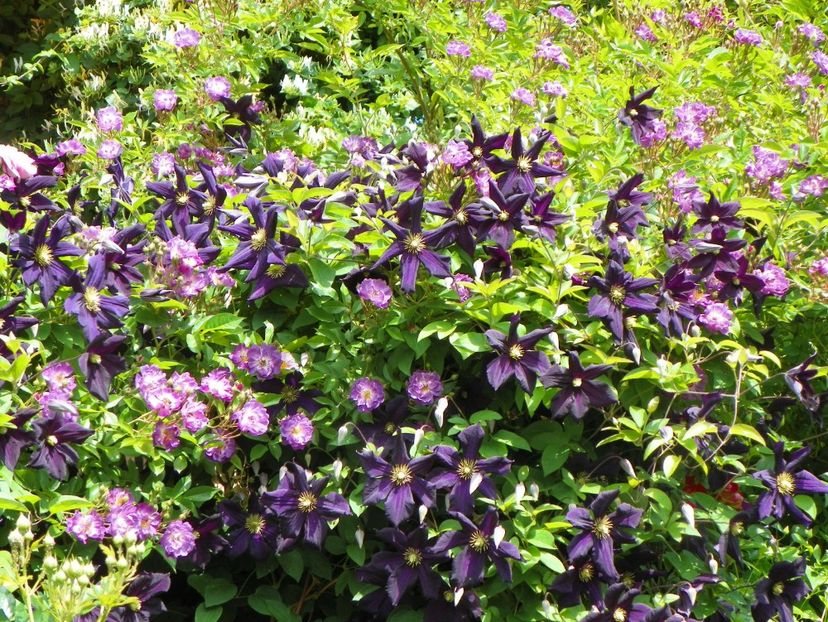 27 mai (26) - Clematite 2018