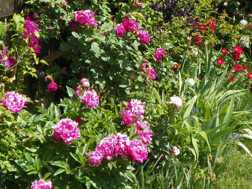 27 mai (81) - Bujori 2018