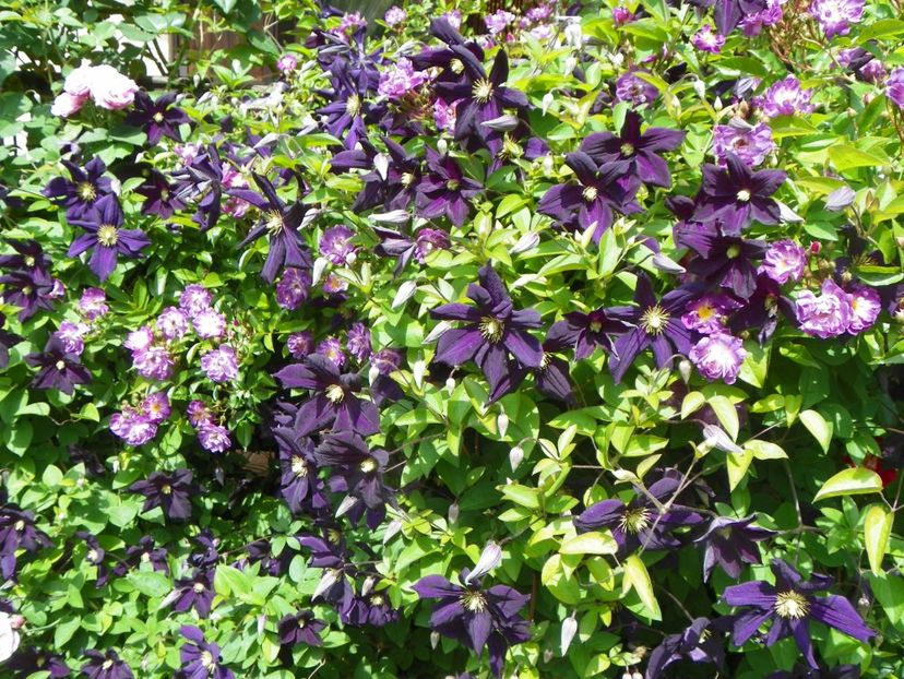 27 mai (30) - Clematite 2018