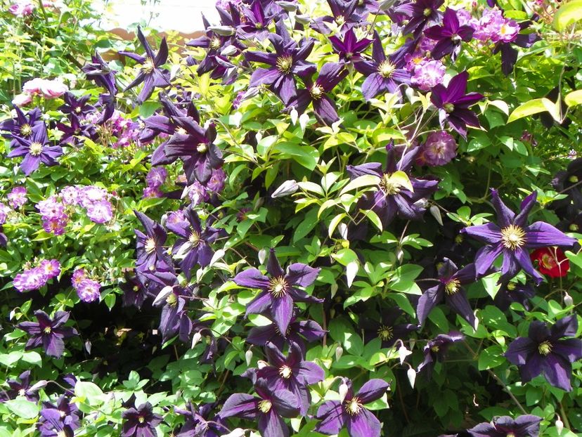 27 mai (31) - Clematite 2018