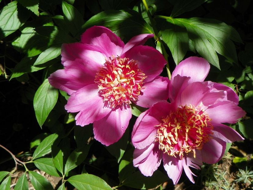 27 mai (135) - Bujori 2018