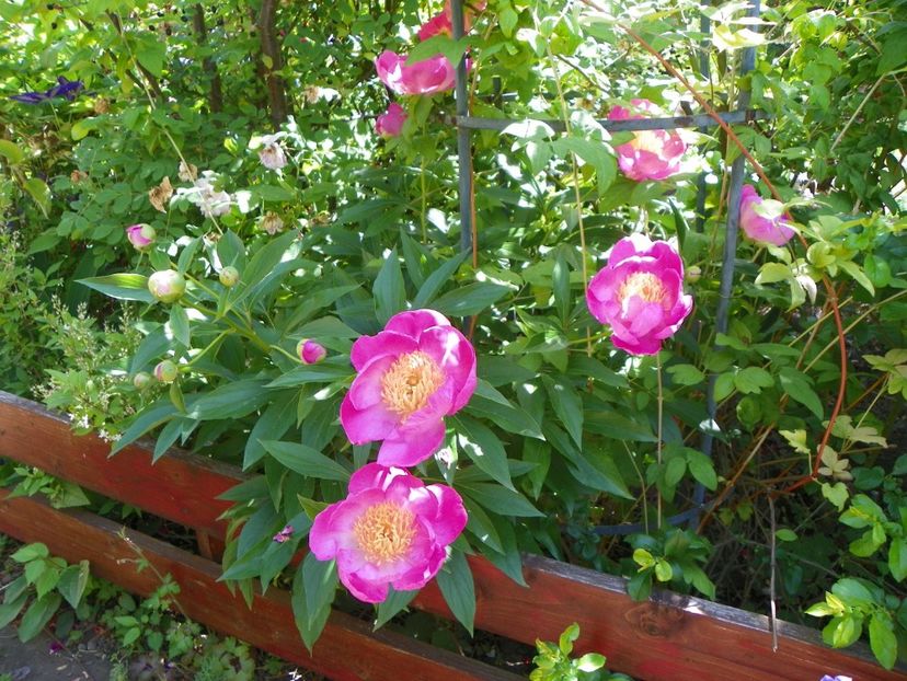 27 mai (151) - Bujori 2018