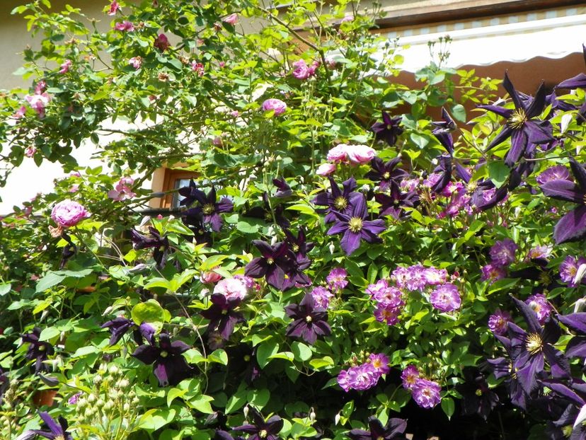 27 mai (33) - Clematite 2018