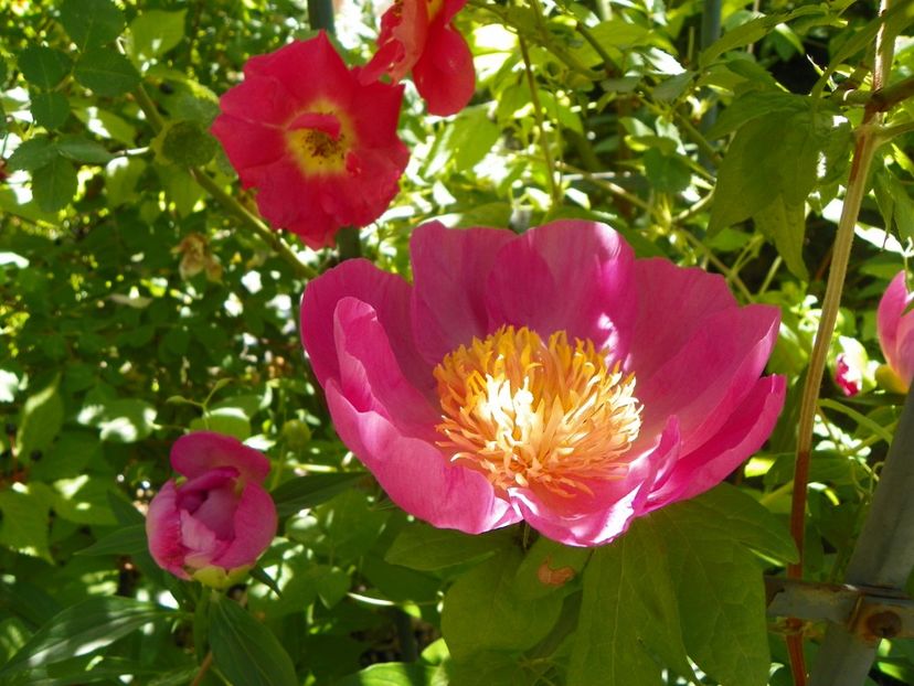 27 mai (152) - Bujori 2018