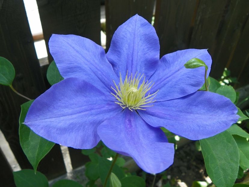 27 mai (51) - Clematite 2018