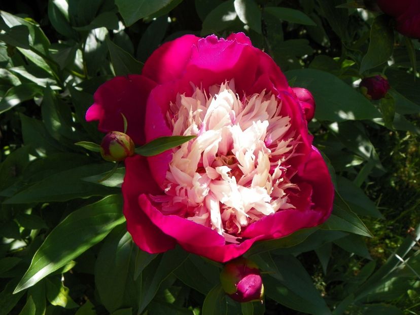 27 mai (169) - Bujori 2018