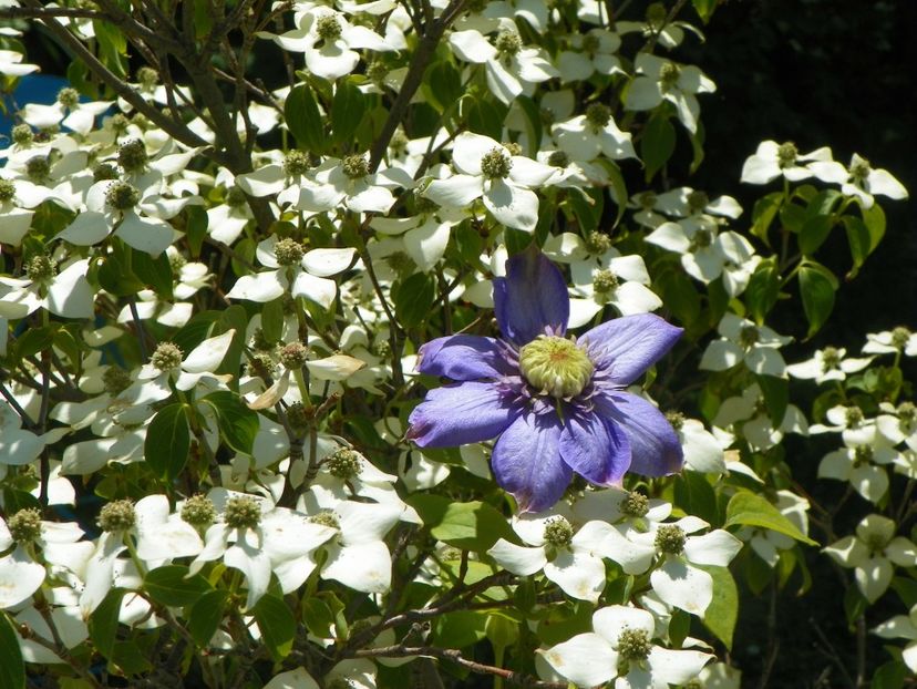 27 mai (166) - Clematite 2018