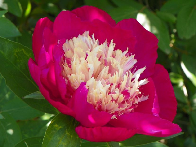 27 mai (170) - Bujori 2018