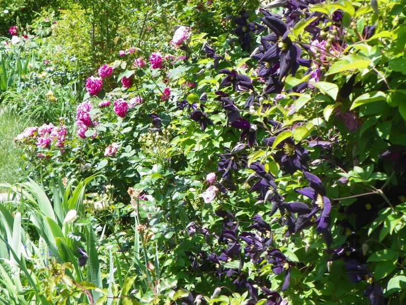 27 mai (179) - Clematite 2018