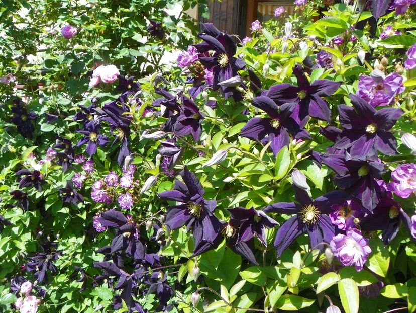 27 mai (181) - Clematite 2018