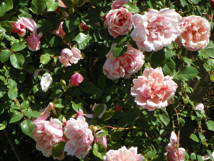 27 mai (127) - Trandafiri 2018 1